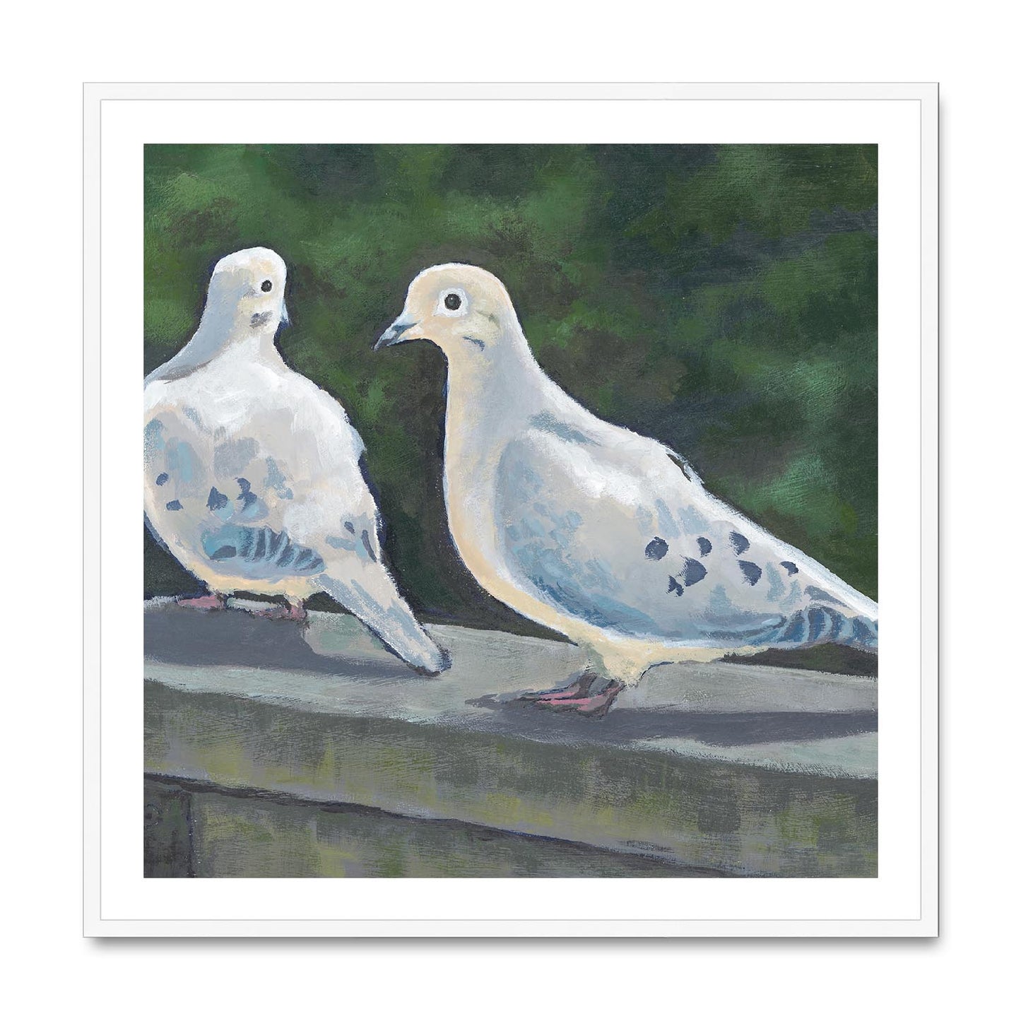 Framed Fine Art Print, White Mat,Mourning Doves in Acrylic, FPS-1000-1125, 36"x36", White Frame