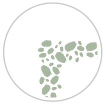 White Peonies Two #1052-091