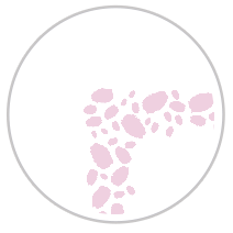 Pink Tulips #1081-091