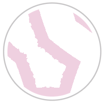 Pink Tulips #1081-391