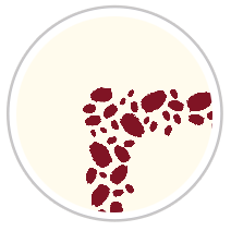 Burgundy Red & Pale Cream #1283-091