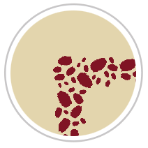 Burgundy Red & Tan #1284-091