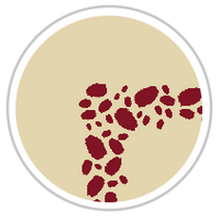 Burgundy Red & Tan #1284-091