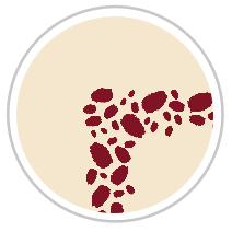 Burgundy Red & Beige #1285-091