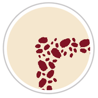 Burgundy Red & Beige #1285-091