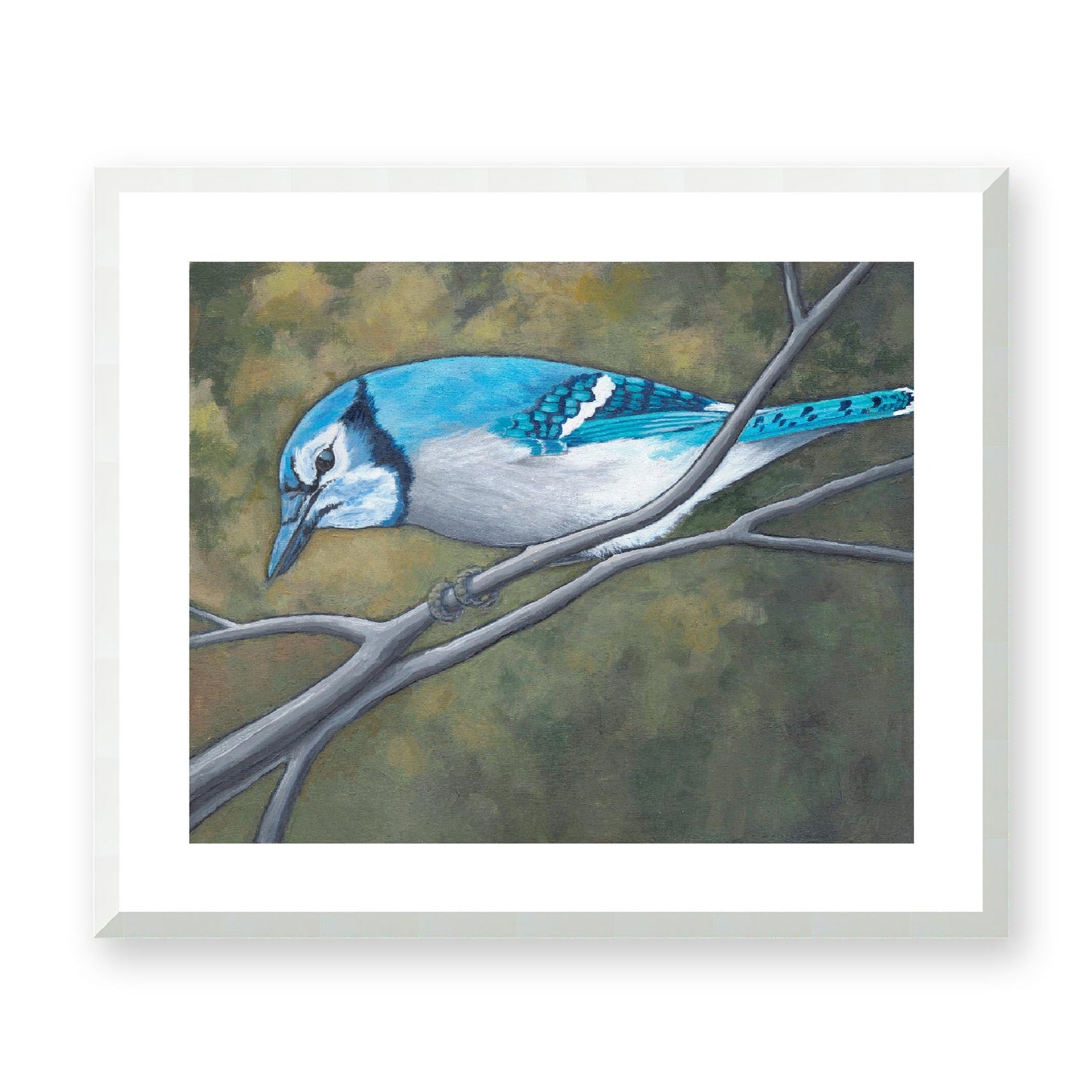 Framed Fine Art Print, White Mat - 14x12 19x16 24x20 29x24 34x28 inches | Blue Jay in Acrylic, FPH-1000-1148, Prints, Fine art, White Frame, 61 x 51 cm, 24 x 20 inches