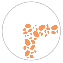 Blood Orange #1181-091